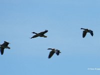 fliegende Graugaense (Anser anser)